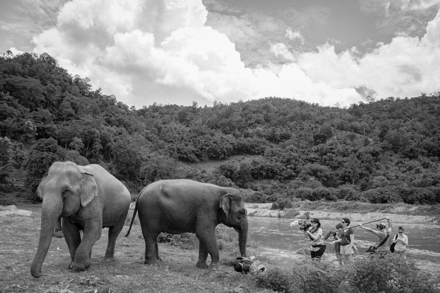 Lara Jean Gallagher Women Will Elephants